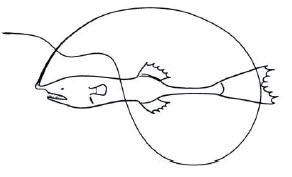 Familia Gigantactinidae.jpg